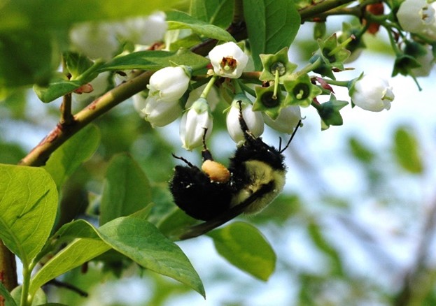 Esta fotografía muestra un abejorro forrajeando y polinizando una flor de arándano